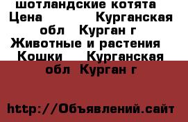 шотландские котята › Цена ­ 4 000 - Курганская обл., Курган г. Животные и растения » Кошки   . Курганская обл.,Курган г.